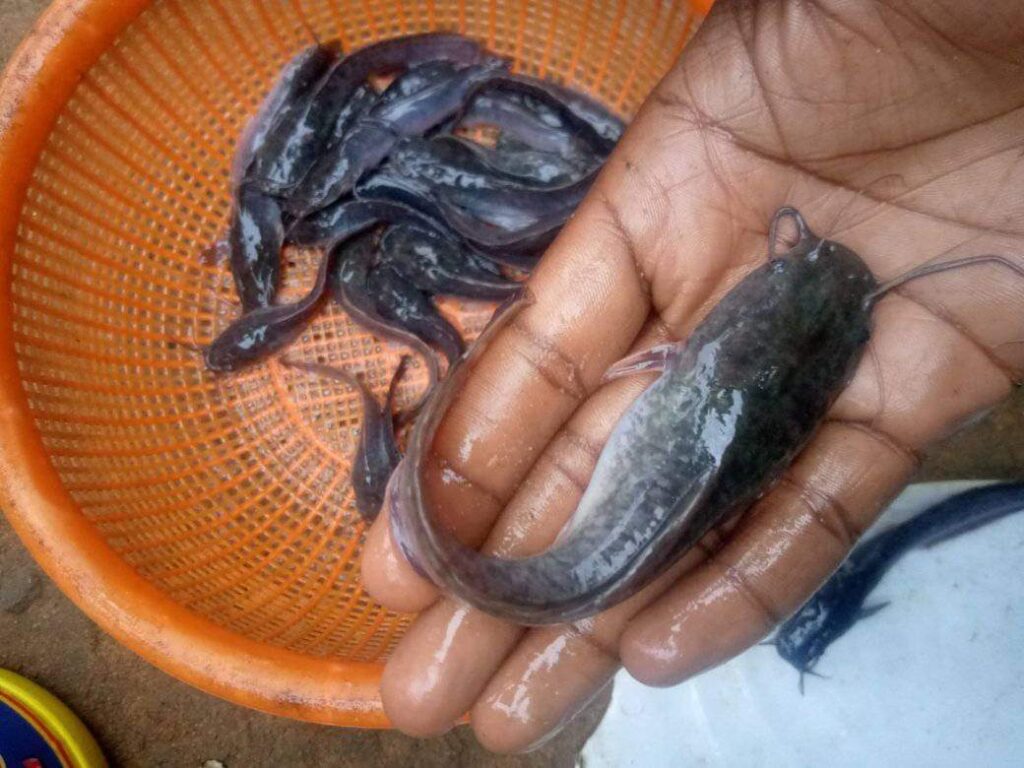 catfishtraining Wsmartr Stores